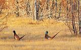 Two Pheasants_73485